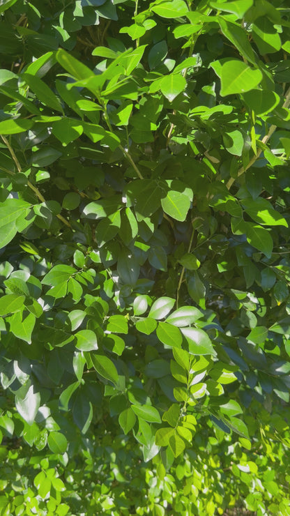 Cannabis Holiday Sticker, Ho Ho Hold My Joint Funny Stoner Decal